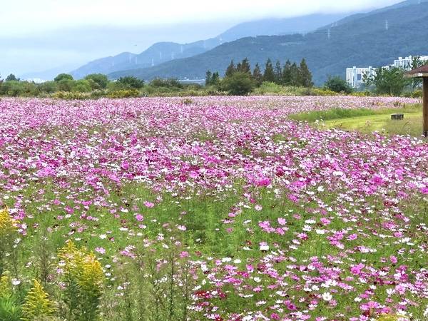 김해시 대동생태체육공원 내 2만 5000여 평(8만 2700㎡) 터에 코스모스가 만개했다. /김해시