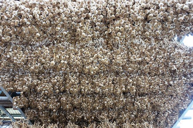 의성 재래시장에 매달린 마늘.