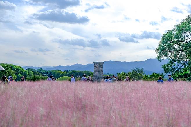 ▲ 경북문화관광공사가 경북여행 시리즈의 10월 추천 장소로 선정한 경주 첨성대 일원에 조성된 핑크뮬리 군락지가 여행객들의 발길을 끌어 모으고 있다. 경북문화관광공사