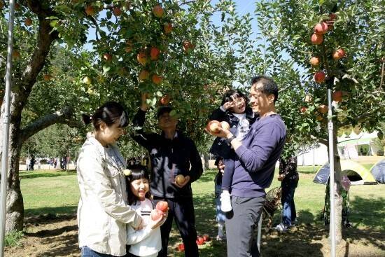 문경사과축제에서 한 가족이 행복한 시간을 보내고 있다. 대구일보 DB