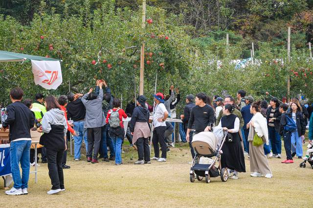 지난해 문경사과축제. 방문객들이 직접 사과를 따는 체험을 하고 있다. 문경시 제공