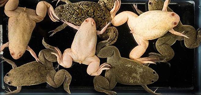 1950년대 이후 복제동물 연구에 가장 많이 활용됐던 아프리카 발톱개구리(Xenopus Laevis). 존 거든의 연구 역시 이 개구리를 통해 이뤄졌다.