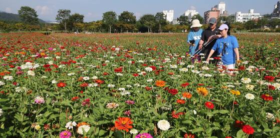 15일 울산 중구 태화강 국가정원을 찾은 시민들이 만개한 백일홍을 구경하고 있다. 이들은 붉은색과 분홍색 등 다양한 색상의 백일홍 꽃밭을 거닐며 늦더위 속에서 성큼 다가온 가을 정취를 만끽했다. 송봉근 기자
