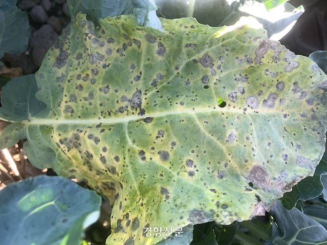 제주도농업기술원은 월동채소 주산지인 애월읍, 한림읍 지역에서 브로콜리 검은무늬병과 검은썩음병 확산되고 있다. 제주도 제공