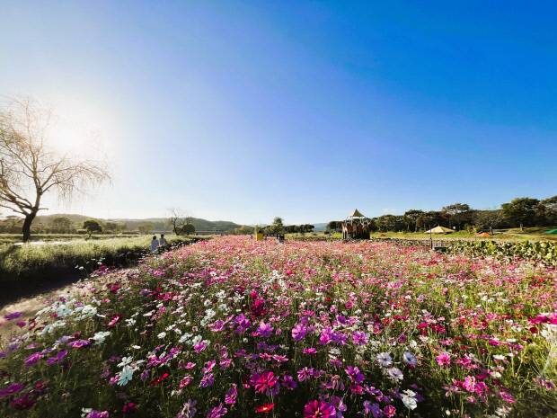 장성 황룡강 가을꽃축제가 18일부터 26일까지 황룡강 일원에서 열린다. 장성호 하류부 코스모스가 장관이다.  <장성군 제공>
