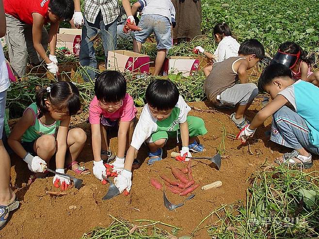 무안 9품- 황토고구마