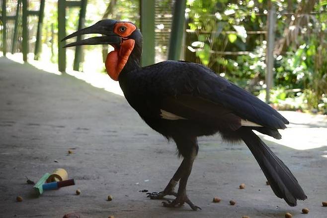 실험 중인 남부 땅코뿔새(Bucorvus leadbeateri)  남부 땅코뿔새(Bucorvus leadbeateri)가 먹이 옆에 낯선 물체가 있을 때 어떤 반응을 보이는지 알아보는 실험을 하고 있다. [Jimena Lois-Milevicich 제공. 재판매 및 DB 금지]