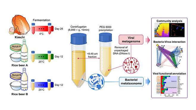 메타유전체 기반 박테리오파지의 분석체계.(자료=세계김치연구소)