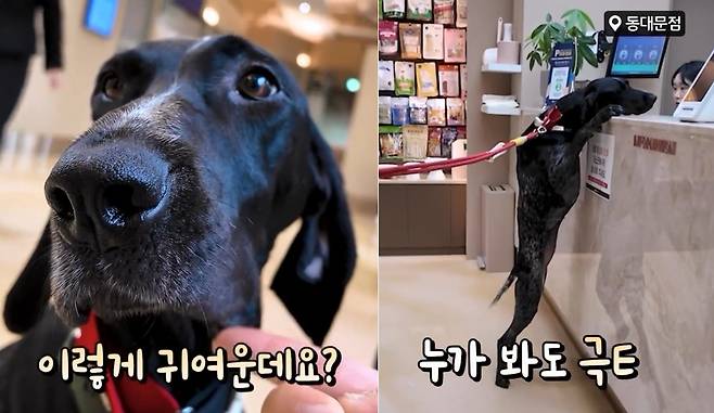 안락사 직전 구조된 포인터 '핑고'가 VIP동물의료센터 동대문점에 방문해 진료를 기다리는 모습(병원 제공) ⓒ 뉴스1