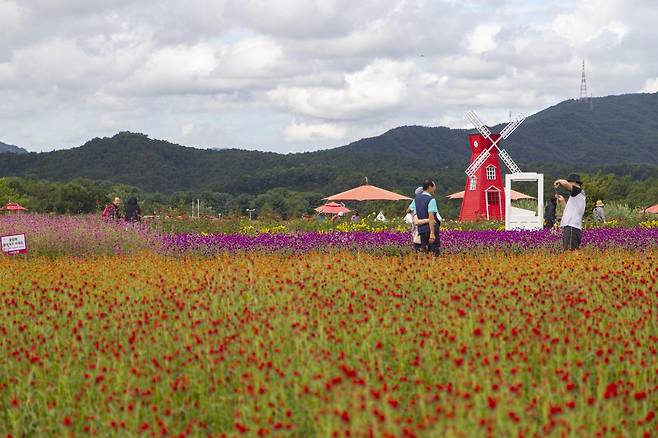 양주&nbsp;나리공원에 분홍빛 보랏빛 천일홍 물결이 마치 한 폭의 수채화 같다. 경기관광공사 제공