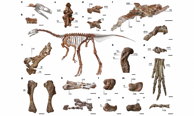아르헨티나 라리오하 주 산토도밍고 지층에서 발견된 후아이라쿠르서 야구엔시스의 골격이다. 중앙의 공룡 전신은 실제 화석을 기반으로 3D로 복원한 이미지다.&nbsp;주변에는 함께 발견된 두개골과 목뼈, 팔다리 등 주요 뼈 화석이 배치돼 있다. 네이처&nbsp;제공