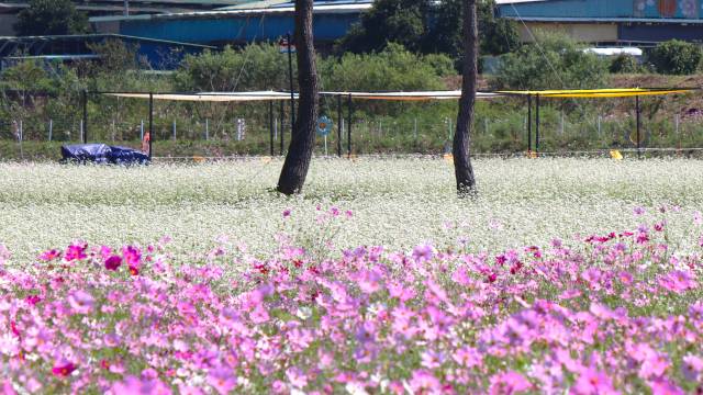 분홍색 코스모스와 하얀 메밀꽃이 환상적으로 어울린 경남 하동군 직전리. 남태우 기자
