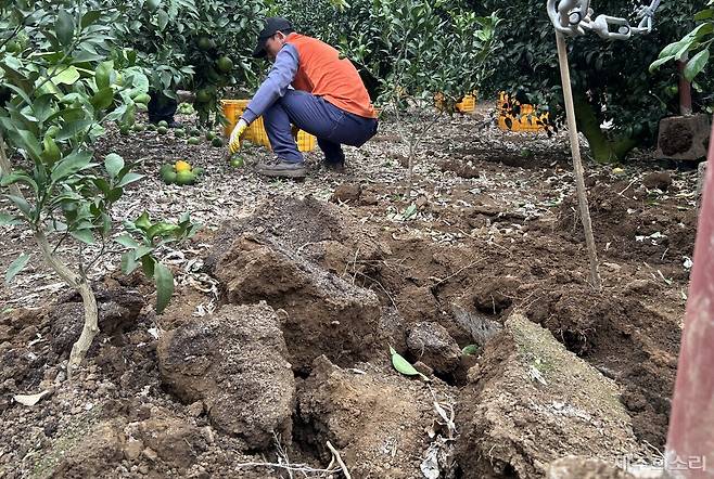 17일 오전 10시께 찾은 서귀포시 남원읍 태흥1리의 한 비닐하우스에서 한 농민이 떨어진 한라봉을 컨테이너에 담고 있다.&nbsp; ⓒ제주의소리