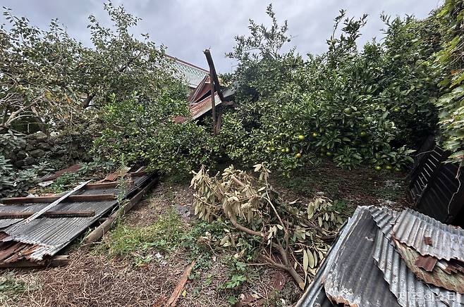 날아간 슬레이트 지붕이 감귤 나무를 덮친 모습. ⓒ제주의소리