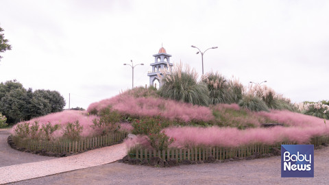 제주허브동산 핑크뮬리 종탑 포토존. ⓒ제주허브동산