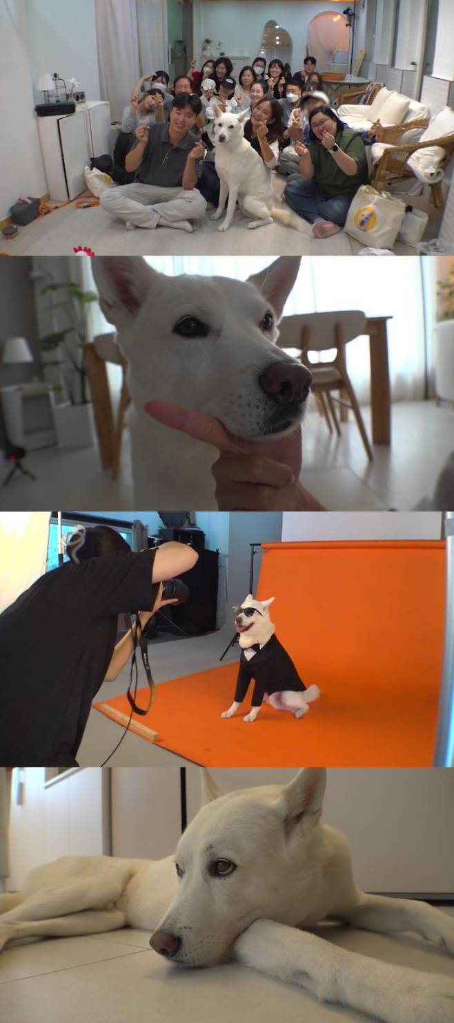 ‘동물농장’ 꽃미남 진돗개 풍이 등장 (제공: SBS)