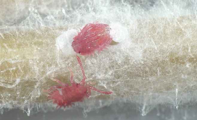 알에서 부화한 톱날노린재 유충. Nishino et al.(2025)/Science 제공