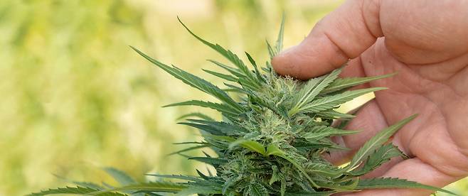 의료 및 의약품 용도로 사용하는 CBD 함유 유기농 대마초  [게티이미지뱅크]