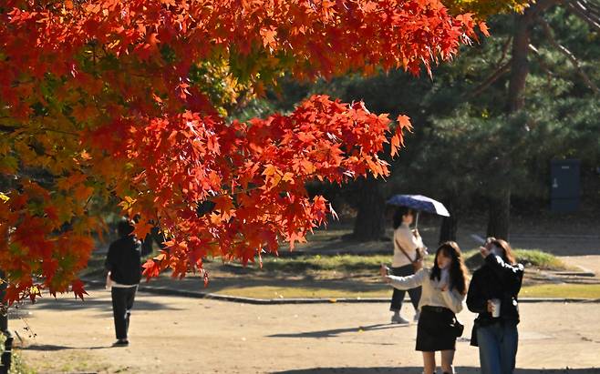 서울 중구 덕수궁에 단풍나무가 붉게 물들어 있다. 임세준 기자