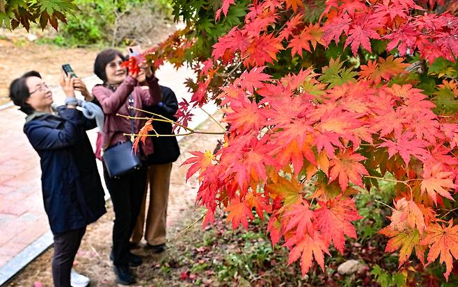 경기도 양주시 북한산국립공원을 찾은 시민들이 단풍 나무를 촬영하며 가을을 만끽하고 있다. 양주=임세준 기자