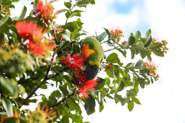길거리에서 흔하게 볼 수 있는 호주 구관조와 오색 앵무. 꽃에 고개를 박고 식사에 여념이 없다.