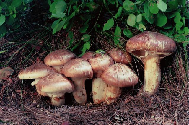 자생지에서 발견된 송이버섯./김시탁 작가/