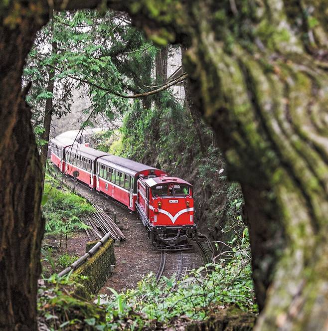 아리산 삼림열차가 숲속으로 운행하는 모습. 이 열차는 1912년, 대만을 식민 통치한 일본인들이 아리산 원시림의 삼나무와 편백나무를 수탈하려는 목적으로 만들었다. 인도의 다즐링 히말라야 철도, 칠레의 안데스 산맥 철도와 함께 ‘세계 3대 고산 철도’로 불리기도 한다. 대만 정부는 아리산 삼림열차의 유네스코 세계문화유산 등재를 추진 중이다./장련성 기자