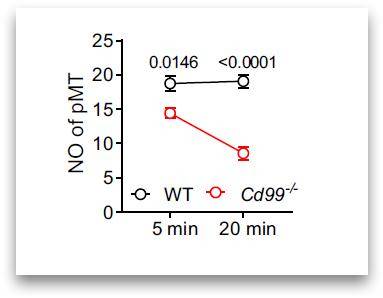 ▲그림4 미세소관 수 비교. Cd99가 없는 T세포에서 만들어진 미세소관 수가, WT라고 표시된 일반 생쥐 T세포에서 형성된 미세소관 수보다 적었다. 또 시간이 지나 20분이 되면 그 수가 줄어들었다. ⓒ이미지 최은영 교수 제공