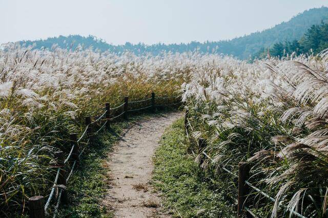 청암산 억새길/사진제공=군산시