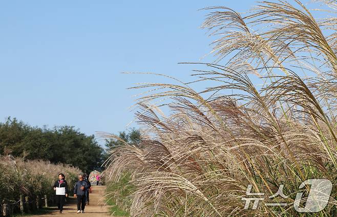 완연한 가을날씨를 보인 19일 서울 마포구 하늘공원에서 열린 서울억새축제를 찾은 시민들이 억새밭을 거닐고 있다. 2025.10.19/뉴스1 ⓒ News1 이호윤 기자