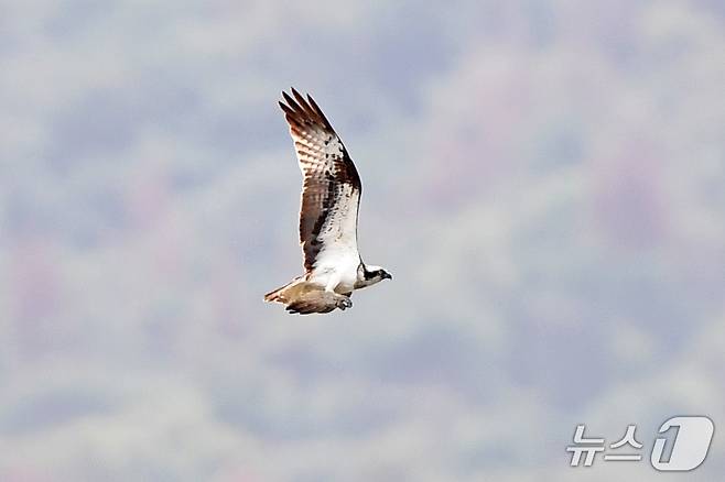 19일 경북 포항시 남구 연일읍 형산강에서 환경부 멸종위기 야생생물 II급 물수리가 물고기 사냥을  준비하고 있다. 2025.10.19/뉴스1 ⓒ News1 최창호 기자