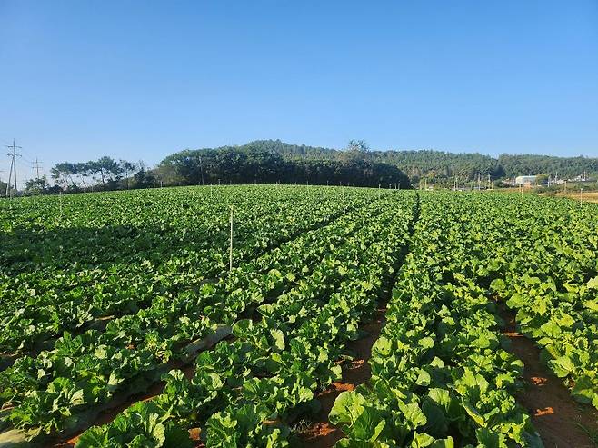 전남 해남 배추 재배지 전경. 뉴시스