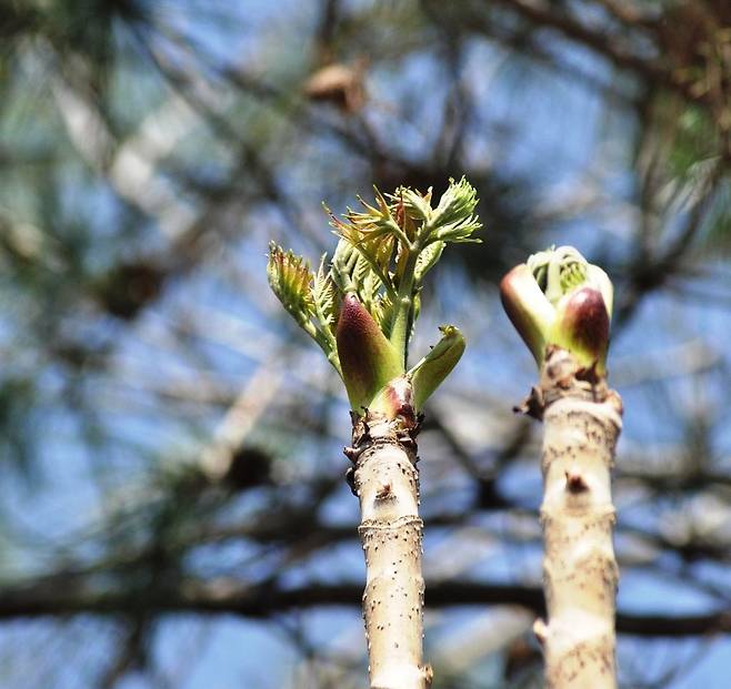 앙상한 가지 끝에 맺히는 두릅 순. 나무에서 자라는 보약과도 같다. /픽사베이