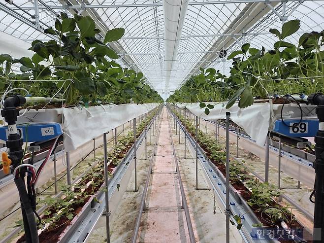 지난 15일 충남 서산시 운산면에 있는 SP아그리 스마트팜에서 딸기가 재배되고 있다./사진=박수림 기자