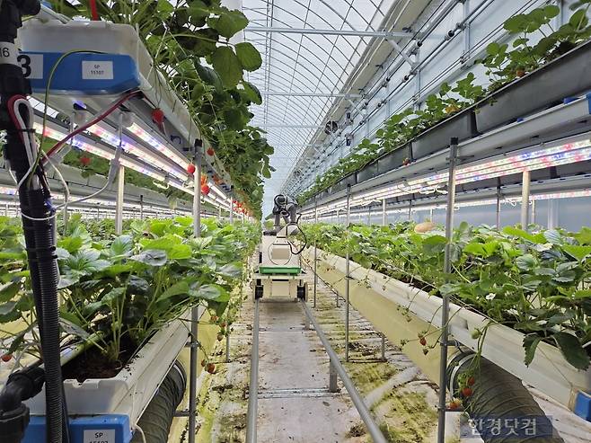 지난 15일 충남 서산시 운산면에 있는 SP아그리 스마트팜에서 딸기가 재배되고 있다./사진=박수림 기자