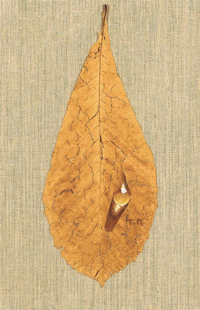 나뭇잎에 그린 김창열 ‘물방울’, leaf 30.5×20cm