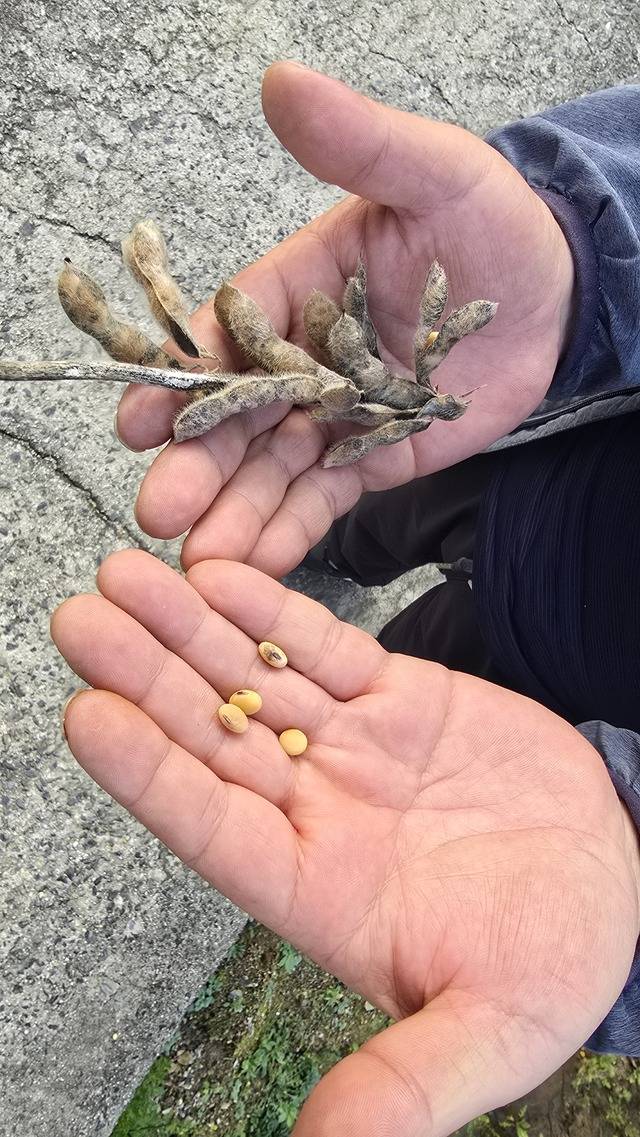 미라병에 걸려 검게 변해버린 콩깍지와 검은 반점이 생긴 콩