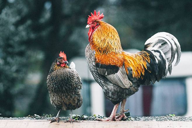 닭은 많은 나라에서 다양한 요리의 재료로 사용되고 있다./언스플래쉬