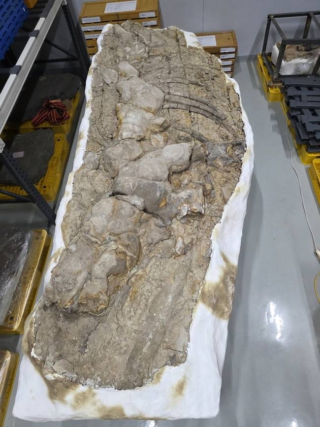 ▲ 포항 신생대 두호층 고래화석 (전체)