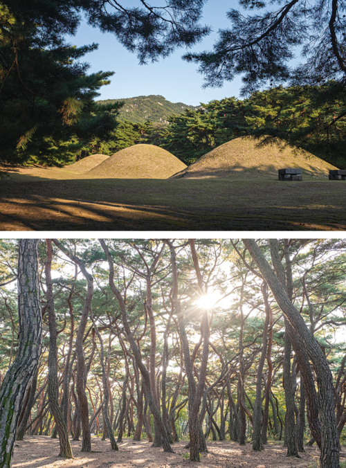 (위)삼릉,  (아래)삼릉 소나무숲