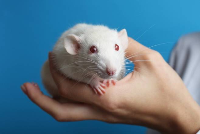 최근 과학자들이 월경을 하는 실험쥐를 개발했다. 게티이미지뱅크 제공