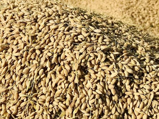 쌀알의 형태가 온전한 것을 ‘완전립’ 또는 ‘정상립’이라고 하며, 쌀의 등급은 완전립의 비율에 따라 달라진다. [사진 박상현]