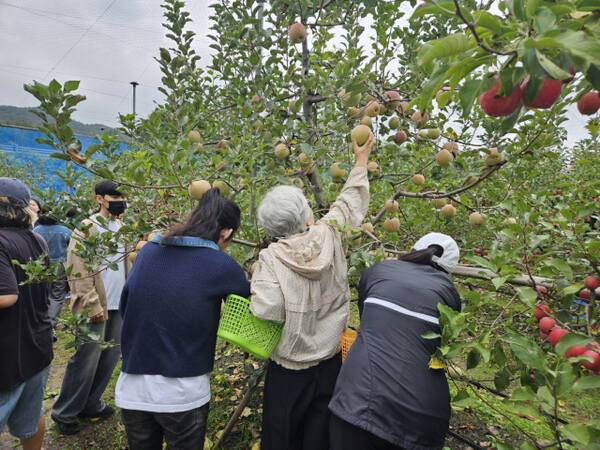 18일 4구4색 프로그램으로 권선구에서 오감자극 과수체험에 참여한 1인가구 시민들이 수확하고 있다. 수원시 제공