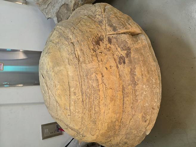 포항 신생대 두호층 결핵체. / 사진 = 국가유산청 제공