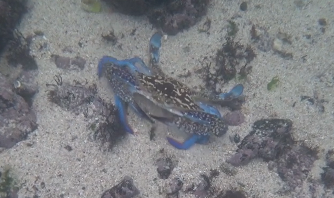 제주 연안에서 발견된 청색꽃게.[X(구 트위터) 갈무리]