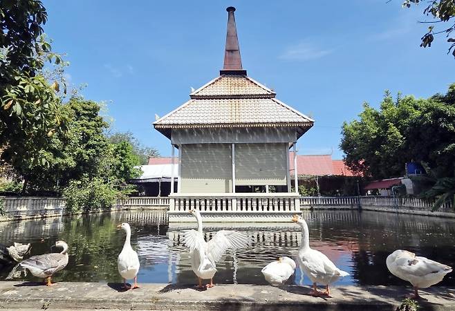 턱틀라 사원 내 화장 시설 - 19일(현지시간) 캄보디아 수도 프놈펜 중심가에 있는 턱틀라 사원 내 화장시설 앞 호수에 오리들이 줄지어 서 있다. 2025.10.19 연합뉴스