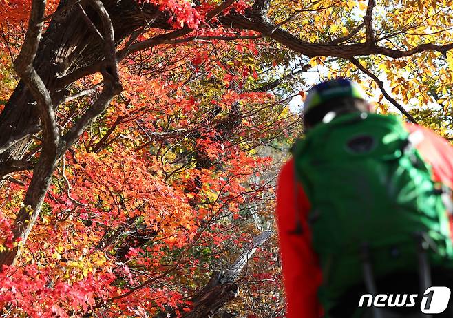 설악산 단풍 자료사진.(뉴스1 DB)