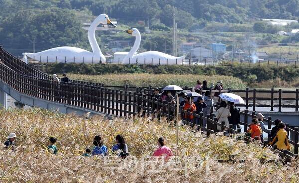 지난해 강진만 춤추는 갈대축제장 모습. /사진-강진군