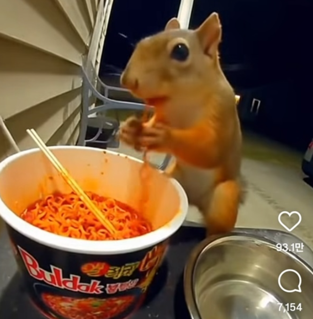 다람쥐가 불닭볶음면을 먹고 있는 영상. 인공지능(AI)으로 제작된 콘텐츠인데, 조회수가 1억뷰에 이른다. [인스타그램 갈무리]