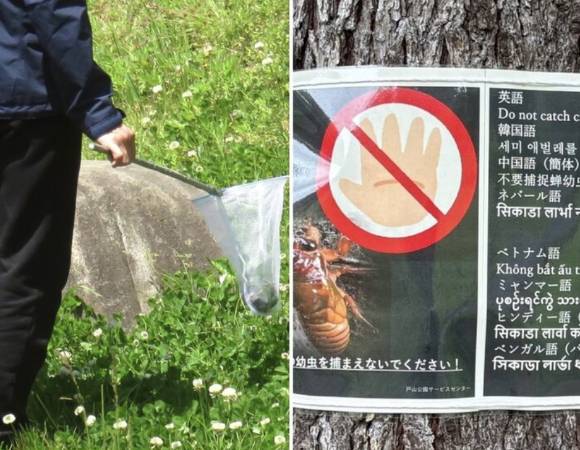 도쿄도는 안내판을 설치하는 등 채집 방지를 위해 노력을 하고 있지만 어려움을 겪고 있다. 사진은 유충 채집(왼쪽)과 방지를 위한 표지판. [사진=X 갈무리]